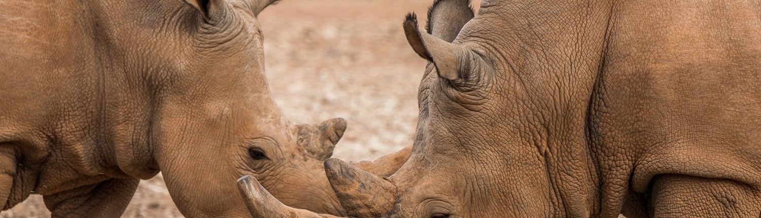 fotografia di animali, due rinoceronti in Namibia