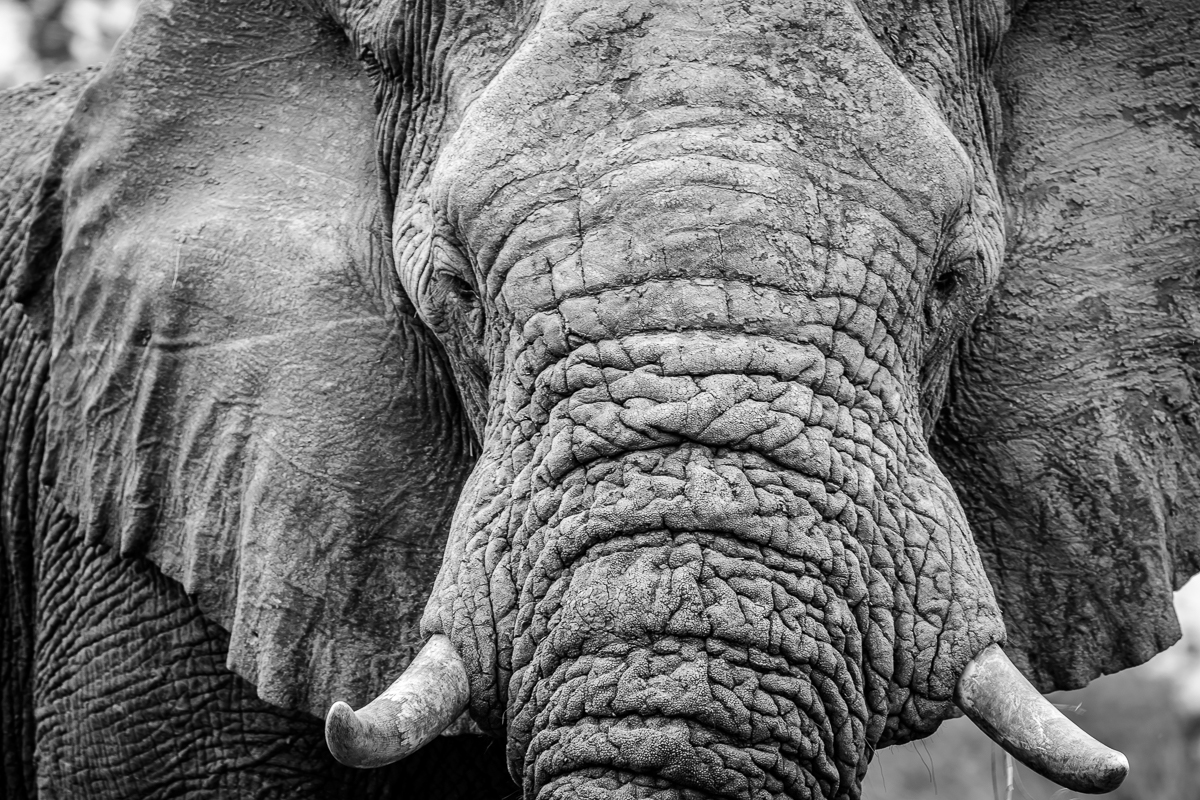 ritratto di un Elefante in bianco e nero