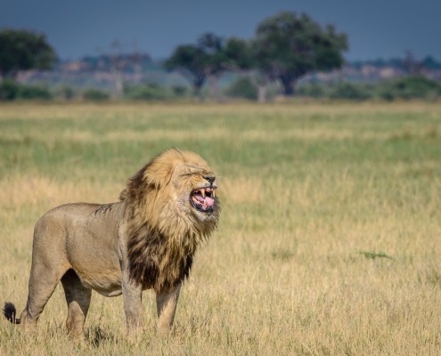 fotosafari, Leone maschio in Botswana