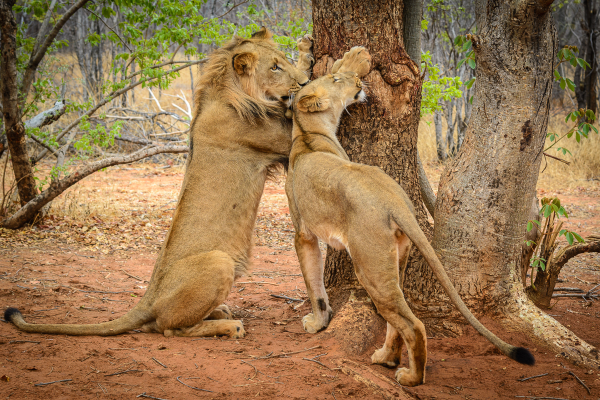 due leoni in botswana