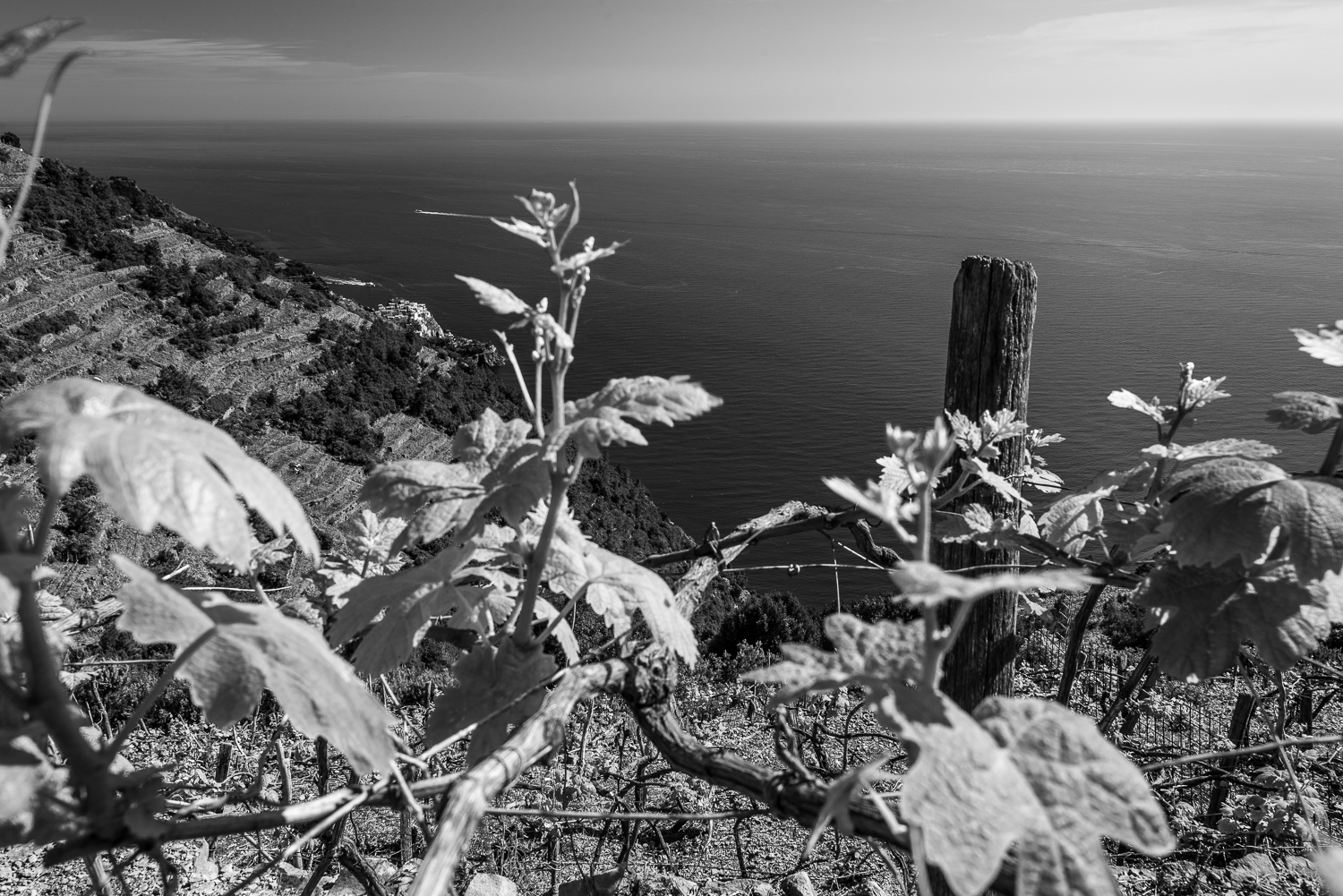 vineyards in the cinque terre black and white