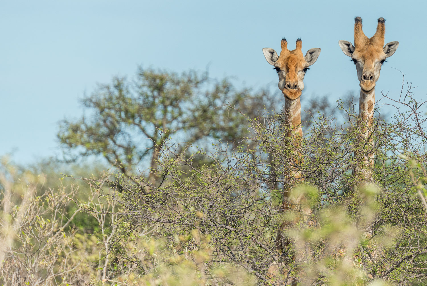 giraffe nel parco del Etosha