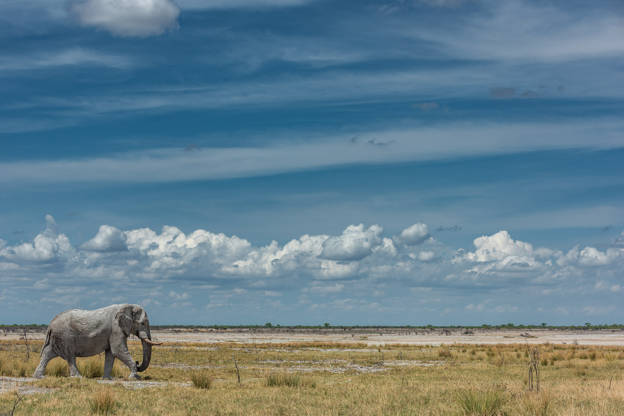Elefante nel Etosha Nationalpark