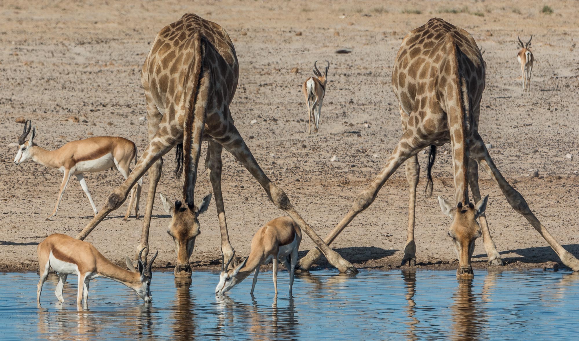 giraffes in the etosha nationalpark