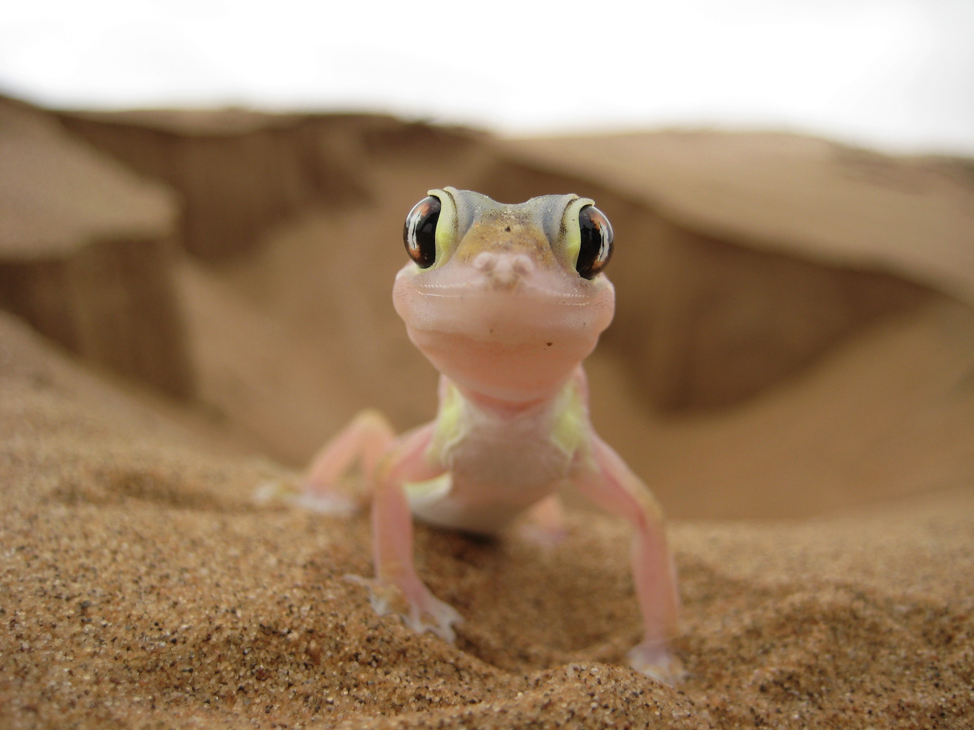 il deserto è vivo, un gecko nelle dune vicino a Swakopmund