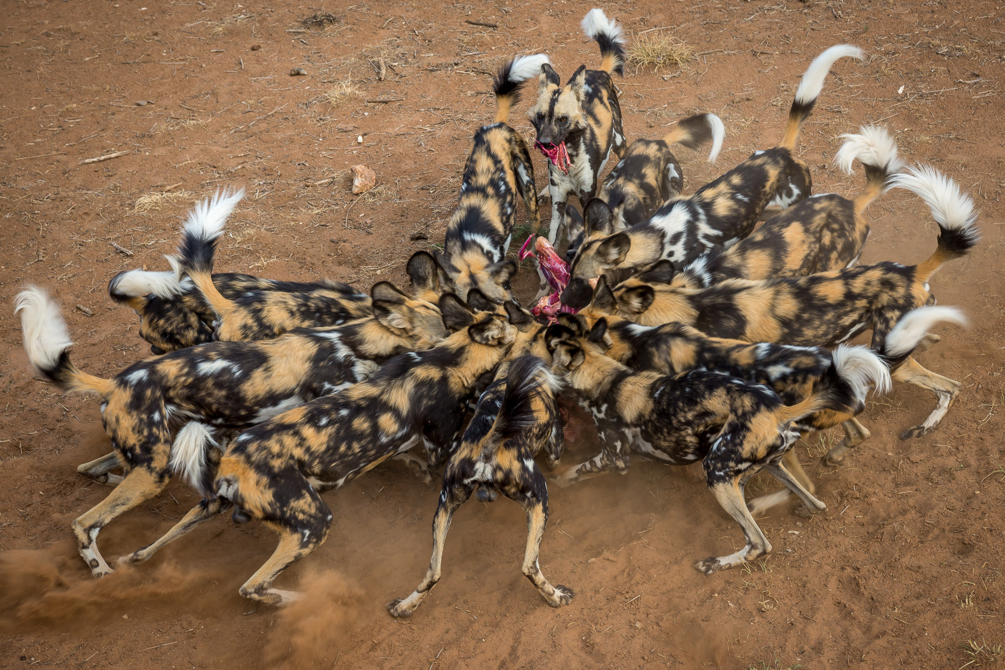 african wild dogs hunting in namibia