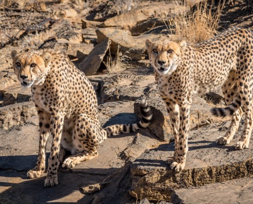 ghepardi in Namibia