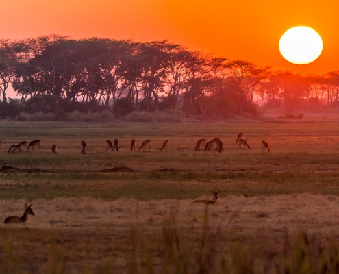 Alba nel kafue national park zambia