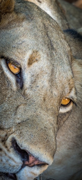 leonessa nel parco nazionale del Kafue in Zambia