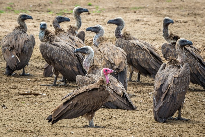vultures, South Luangwa National Park in Zambia