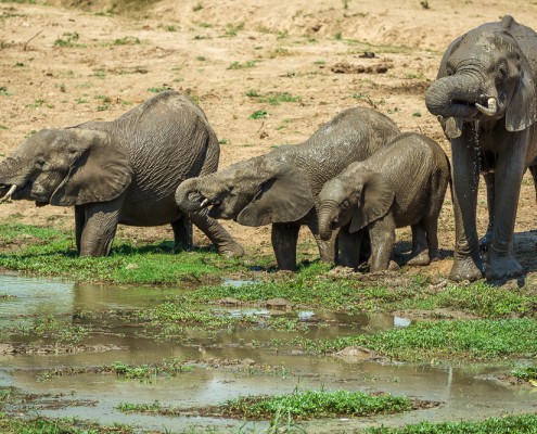Elefanten im South Luangwa Nationalpark, Sambia
