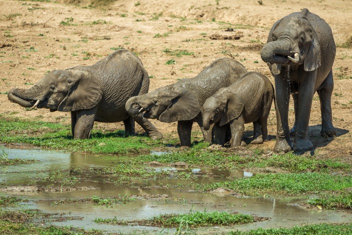 elefanti a bere nel parco nazionale del Luangwa del sud in Zambia