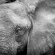 viaggio fotografico in botswana, ritratto di elefante in bianco e nero