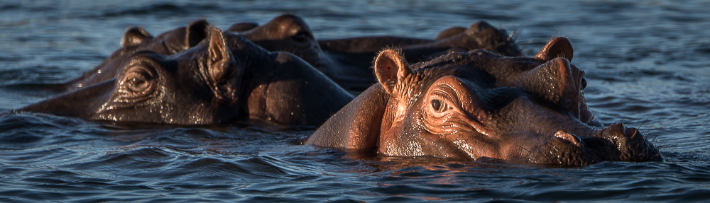 ippopotami nello Zambezi