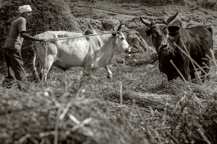 foto in bianco e nero,Contadino con i suoi buoi in Etiopia