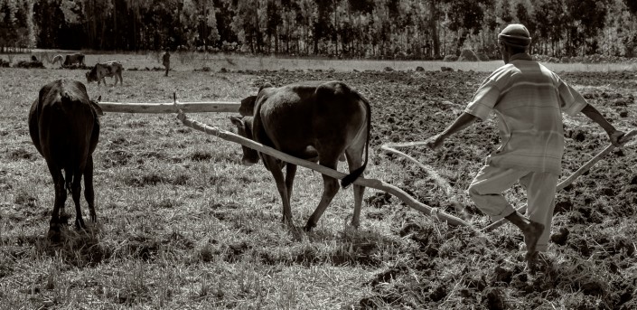 foto in bianco e nero,Arare il campo in Etiopia