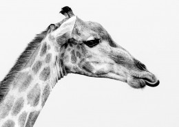 Fotosafari in Botswana, giraffa in bianco e nero