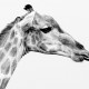 Fotosafari in Botswana, giraffa in bianco e nero