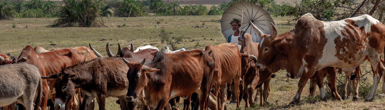 pastore con i suoi buoi in Etiopia