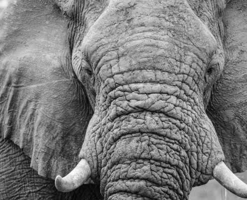 elefant in botswana