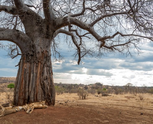 un branco di leoni durante la siesta sotto un albero di Baobab nel Ruaha National Park, Tanzania