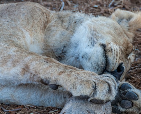Ruaha National Park, Tanzania, lioness sleeping
