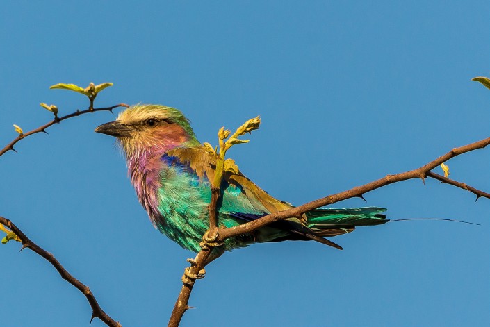 Zambia, lilac breasted roller