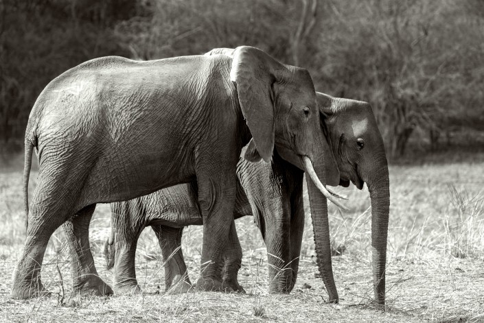 elefanten in schwarz weiss