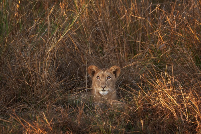 zambia, lion cub in kafue np