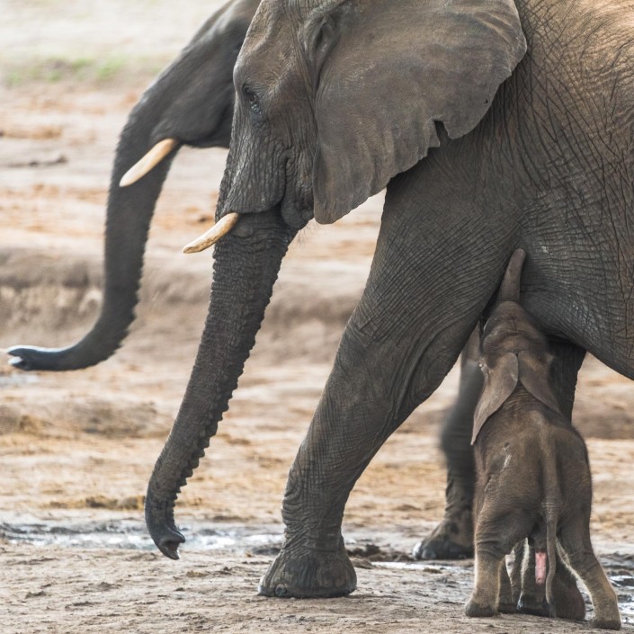 hwange nationalpark, elefanten mit baby