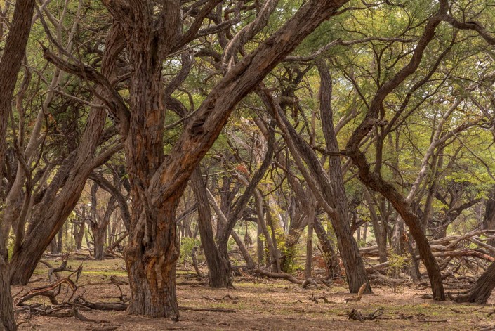 hwange np,in the acacia forest