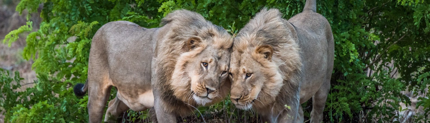 zwei Löwen im hwange park