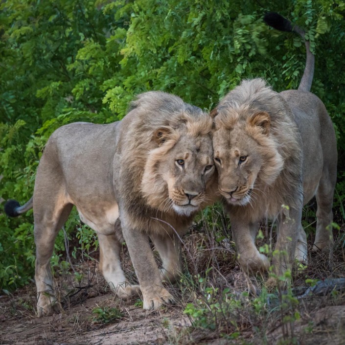 two lions in the hwange np, zimbabwe