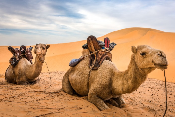 Senegal, camels for tourist excursions in the Lompoul desert