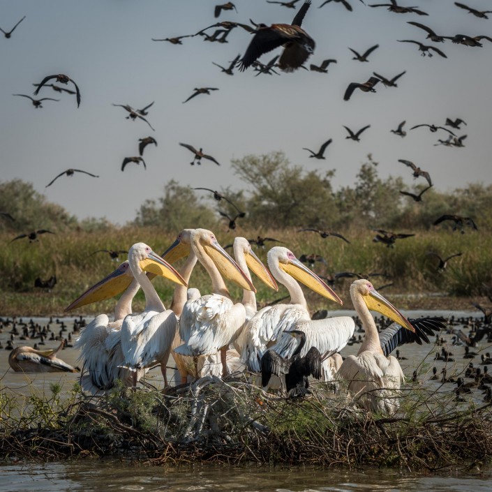 Senegal, Pelikane im Djoudj Nationalpark