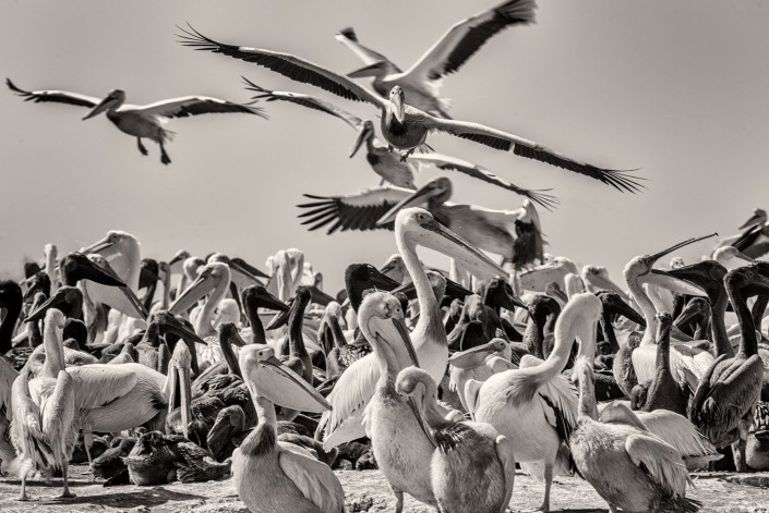 Pelicans in the National Park of Djoudj