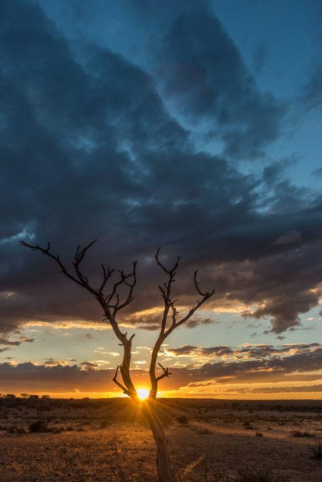 sunset with dead tree in namibia