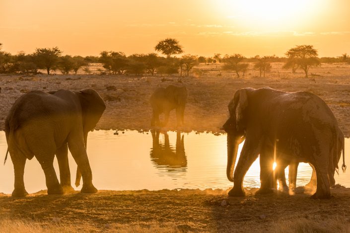sunset at Okaukuejo with elephants