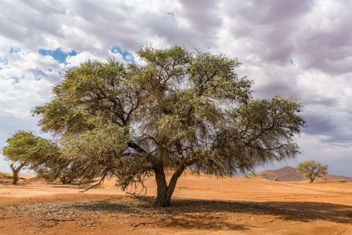 in the dunes of sossusvlei in the namib