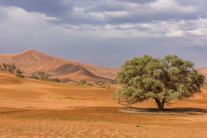 in den Duenen bei Sossusvlei in der Namib