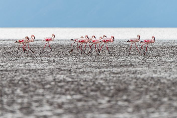 Lake Eyasi, Tanzania, flamingos