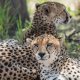 Cheetahs in the Tarangire NP