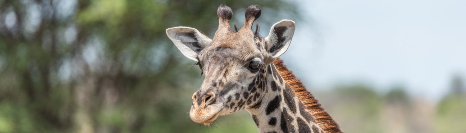 giraffe in the tarangire national park