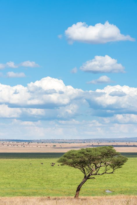 Africa, a scenic view over the swamp area of the tarangire national park