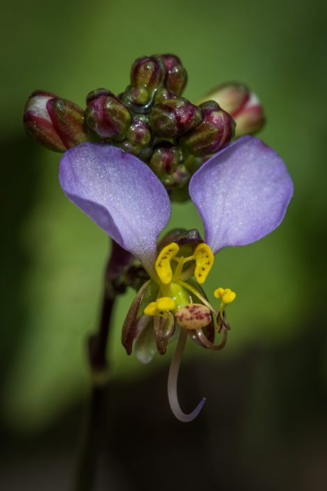 an orchid in the usambara mountains in tanzania