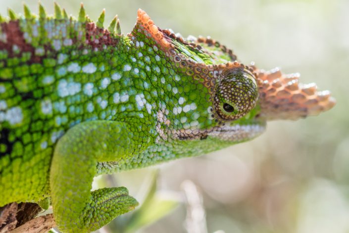 the famous chameleon of the usambara mountains