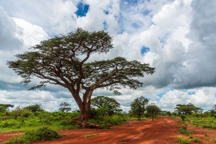 Tanzania, Maasailand, Landscape with "mushroom trees"
