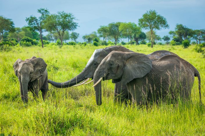 Tanzania, a group of elephants in Mikumi