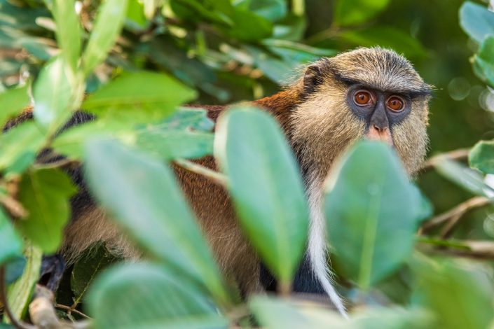 a monkey in the sanctuary, volta region, ghana