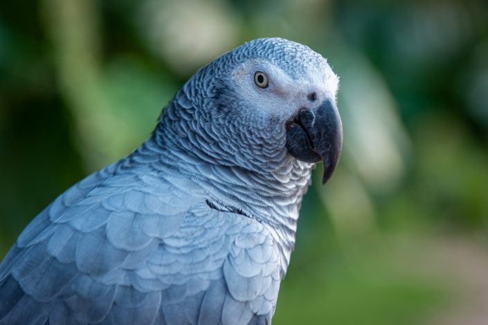 parrot Principe Island